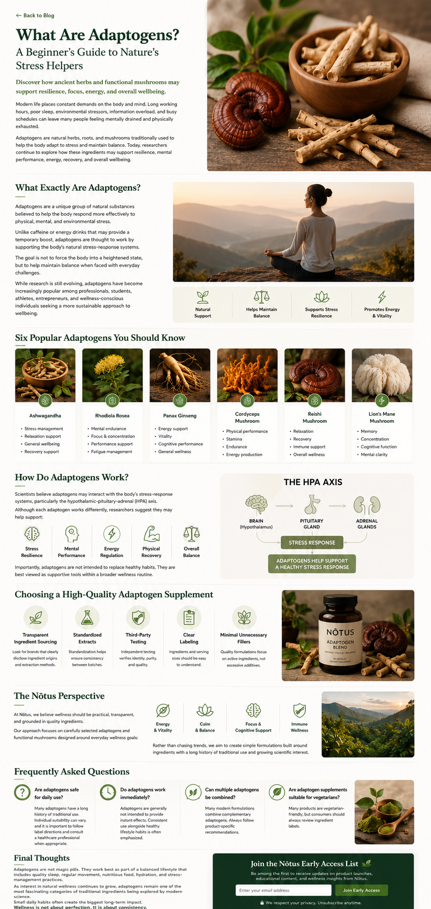 Adaptogens guide