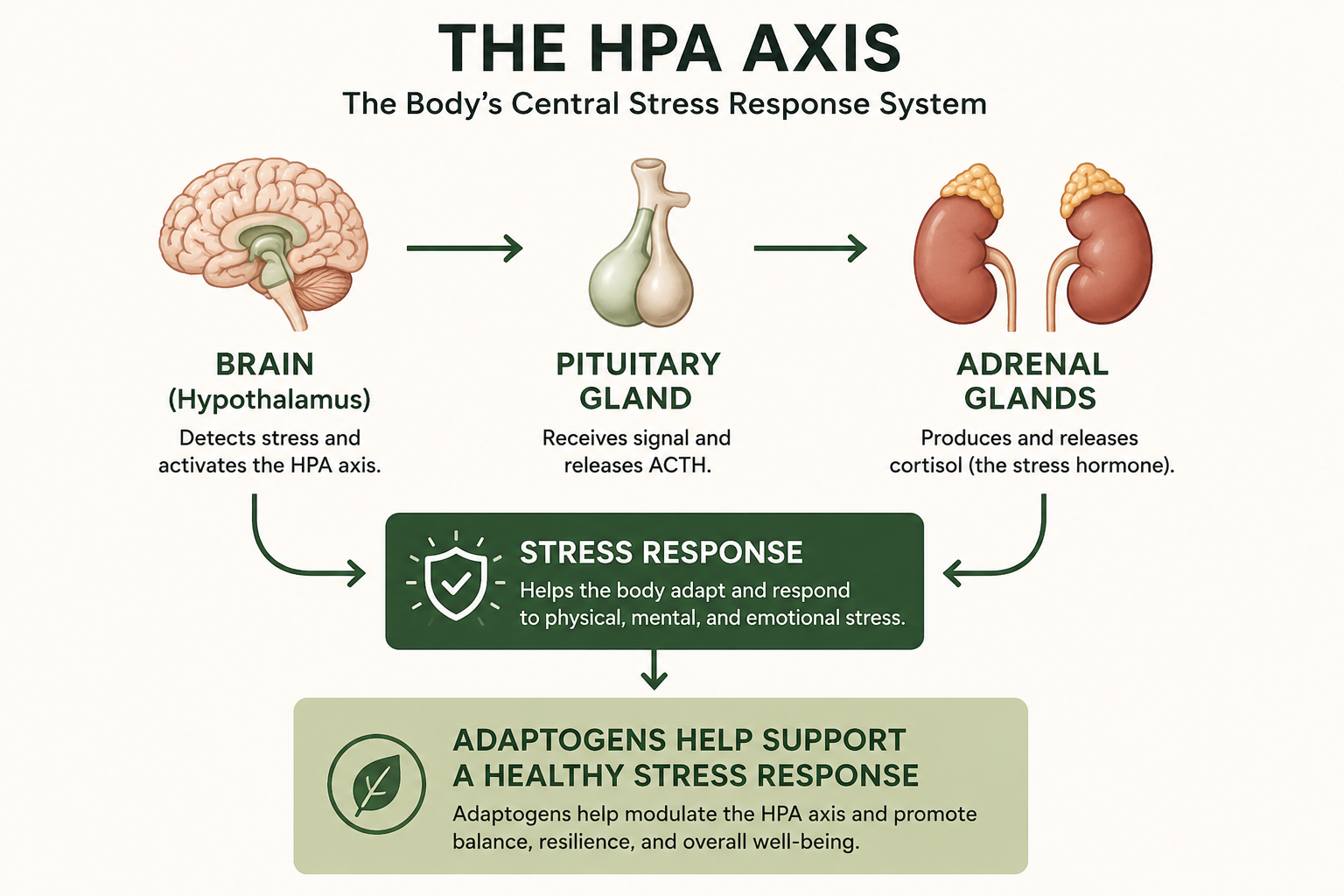 Understanding the HPA Axis: The Body’s Stress Response System